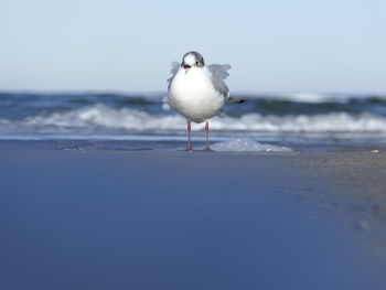 Seagull on beach