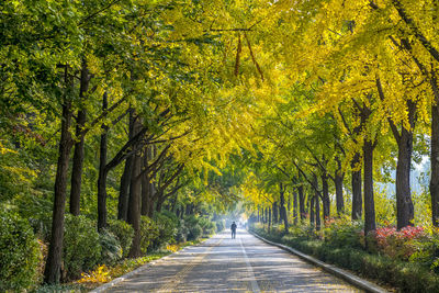 Road amidst trees during autumn