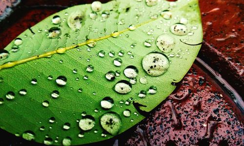 High angle view of wet leaf