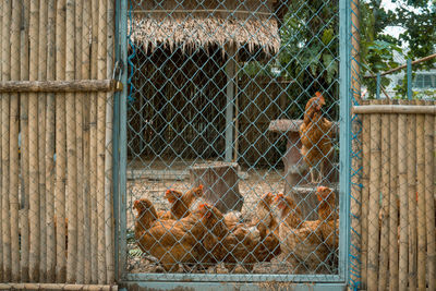 View of birds in cage