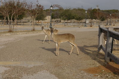 View of deer standing on field