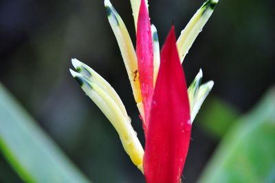 Close-up of red flower