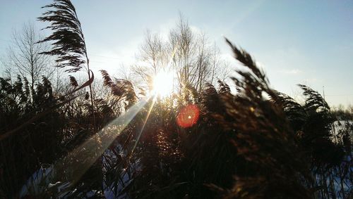 Sun shining through trees