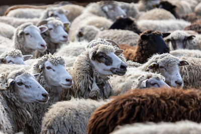 The sheep peacefully graze in the pen. a lot of beautiful lambs. the rays of the sun illuminate.