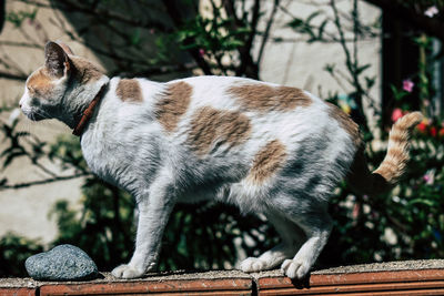 Side view of a cat