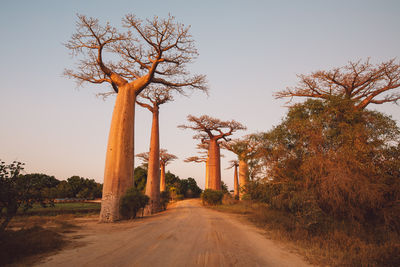 Trees on field against clear sky