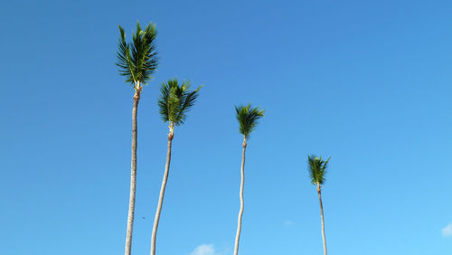 Low angle view of palm trees against clear blue sky