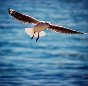 Close-up of seagull flying over sea against sky