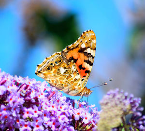 Close-up of butterfly pollinating on flower