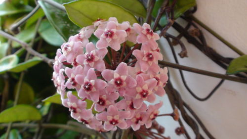 Close-up of pink flowers blooming outdoors