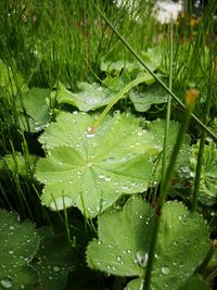 Close-up of wet plant leaves during rainy season