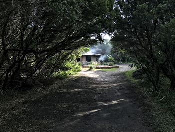 Road amidst trees in forest