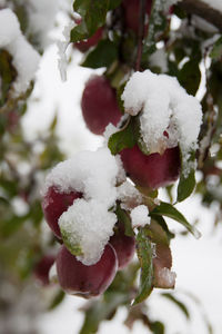 Close-up of snow on tree