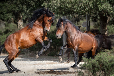 Horses in a horse