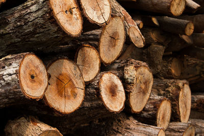 Full frame shot of logs in forest