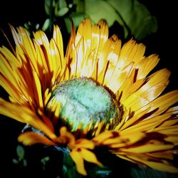 Close-up of yellow flower