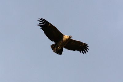 Low angle view of birds flying in sky