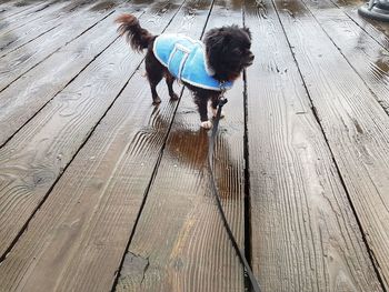 High angle view of dog on wooden floor