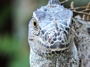 Close-up portrait of an animal