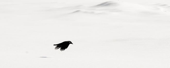 Bird flying in snow