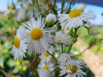 Close-up of white daisy flowers