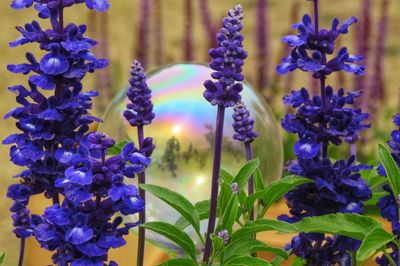 Close-up of purple flowering plants