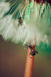 Close-up of spider on flower