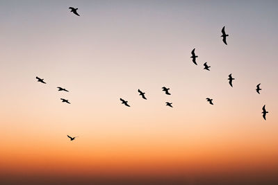 Low angle view of birds flying against sky during sunset