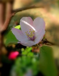 Close-up of flower