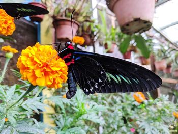 Close-up of butterfly on flower