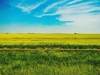 Scenic view of oilseed rape field against sky