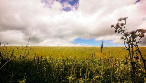 Scenic view of wheat field against sky