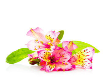 Close-up of pink flower over white background