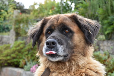 Close-up portrait of dog