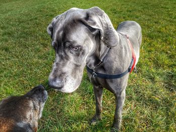 Portrait of a dog on field