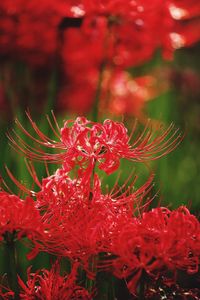Close-up of red flowers