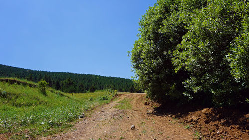 Dirt road along plants and trees against sky