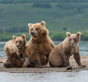 Grizzly bears sitting on riverbank