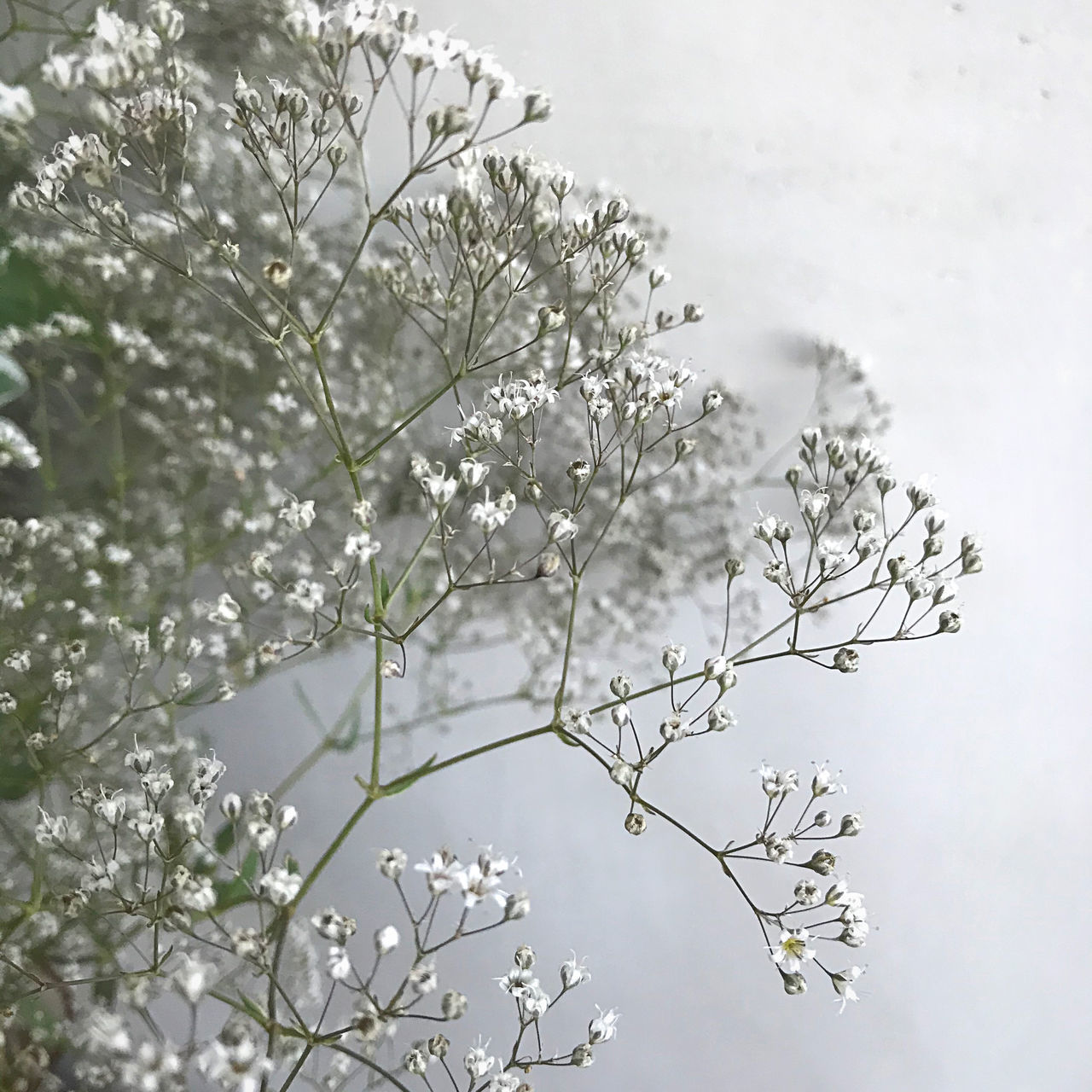 LOW ANGLE VIEW OF CHERRY BLOSSOM AGAINST TREE