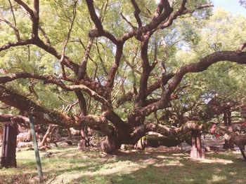 Trees in park