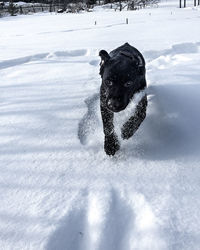 Dog on snow field