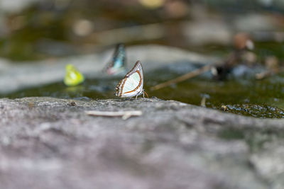 Close-up of insect on wood