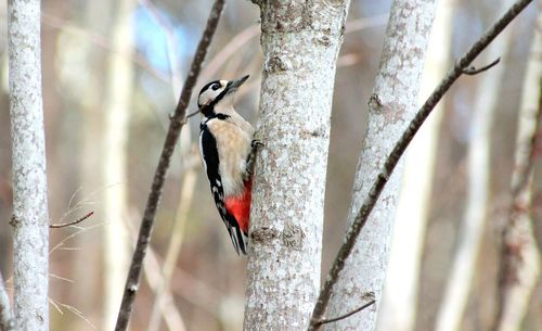 Close-up of bird perching on tree