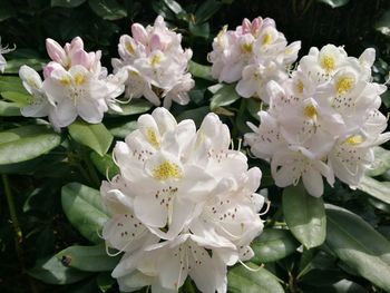 Close-up of white flowers blooming outdoors