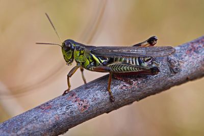 Close-up of insect perching on leaf