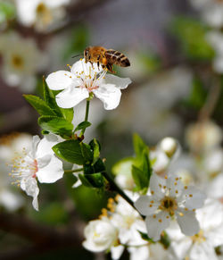 Close-up of insect on white cherry blossom