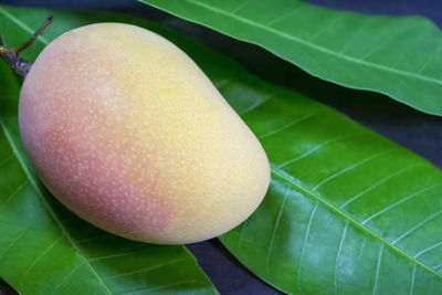 Close-up of fruit on plant