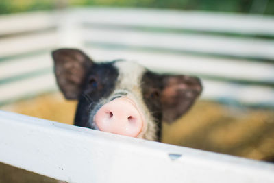 Close-up portrait of pig by fence