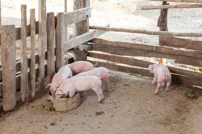 Piglet in the coop