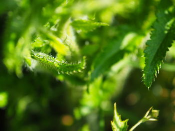 Close-up of green leaves on plant